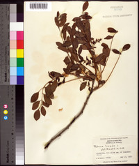 Robinia hispida image