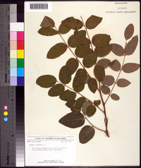 Robinia hispida image