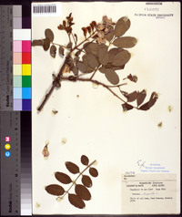 Robinia hispida image