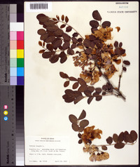 Robinia hispida image