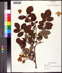 Robinia hispida image