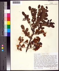 Robinia hispida image