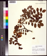 Robinia hispida image