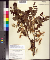 Robinia hispida var. kelseyi image