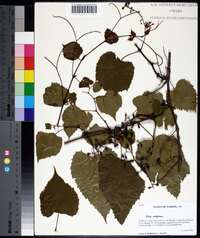 Vitis vulpina image