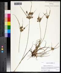 Cyperus retrorsus image