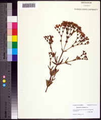 Hypericum cistifolium image