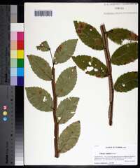 Ulmus alata image