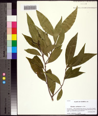 Ocotea coriacea image