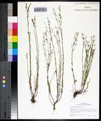 Linum floridanum image