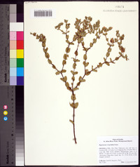 Hypericum tetrapetalum image