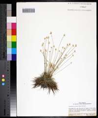Syngonanthus flavidulus image