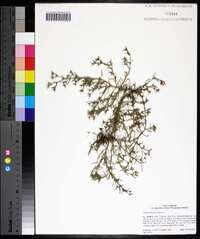 Polypremum procumbens image