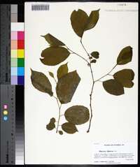 Halesia diptera image