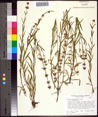 Stachys hyssopifolia image