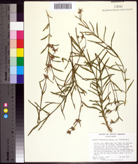 Stachys hyssopifolia image