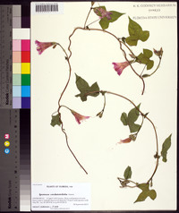 Ipomoea cordatotriloba image