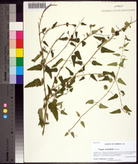 Tragia urticifolia image