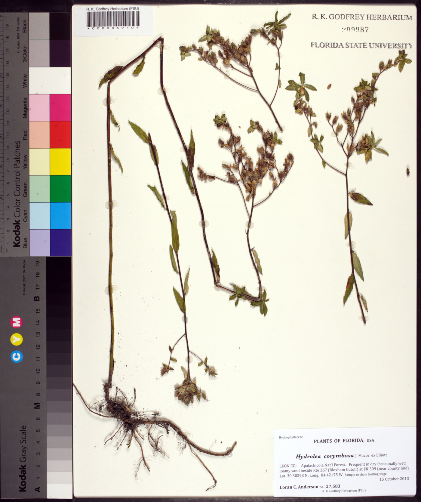 Hydrolea corymbosa image