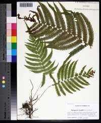 Thelypteris kunthii image