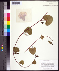 Ipomoea asarifolia image