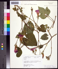 Ipomoea cordatotriloba image