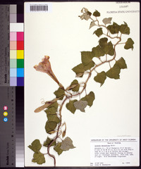 Ipomoea macrorhiza image