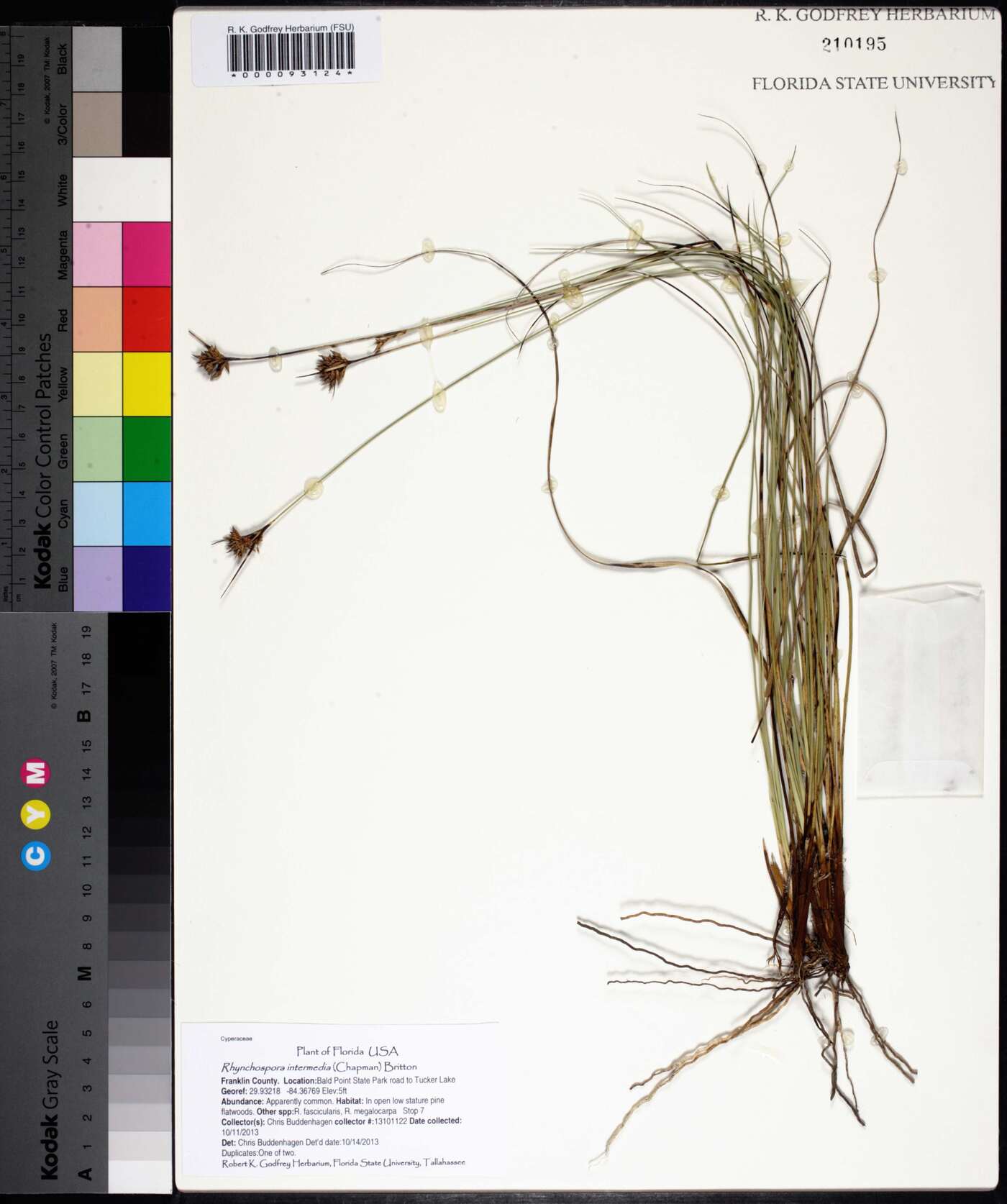 Rhynchospora intermedia image