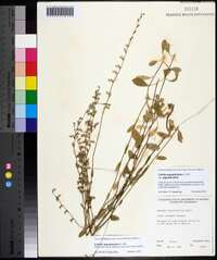 Lobelia appendiculata image