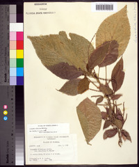 Acalypha wilkesiana image