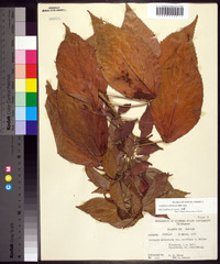 Acalypha wilkesiana image