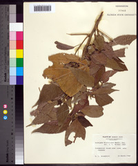 Acalypha wilkesiana image