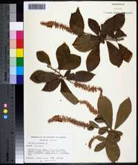 Clethra alnifolia image