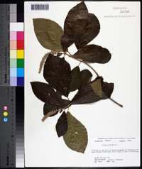 Clethra alnifolia image