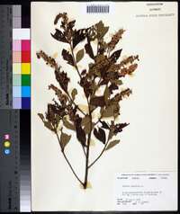 Clethra alnifolia image