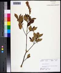 Clethra alnifolia image