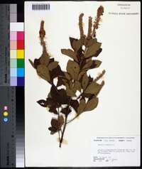 Clethra alnifolia image