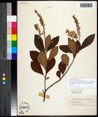 Clethra tomentosa image