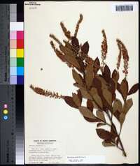 Clethra alnifolia image