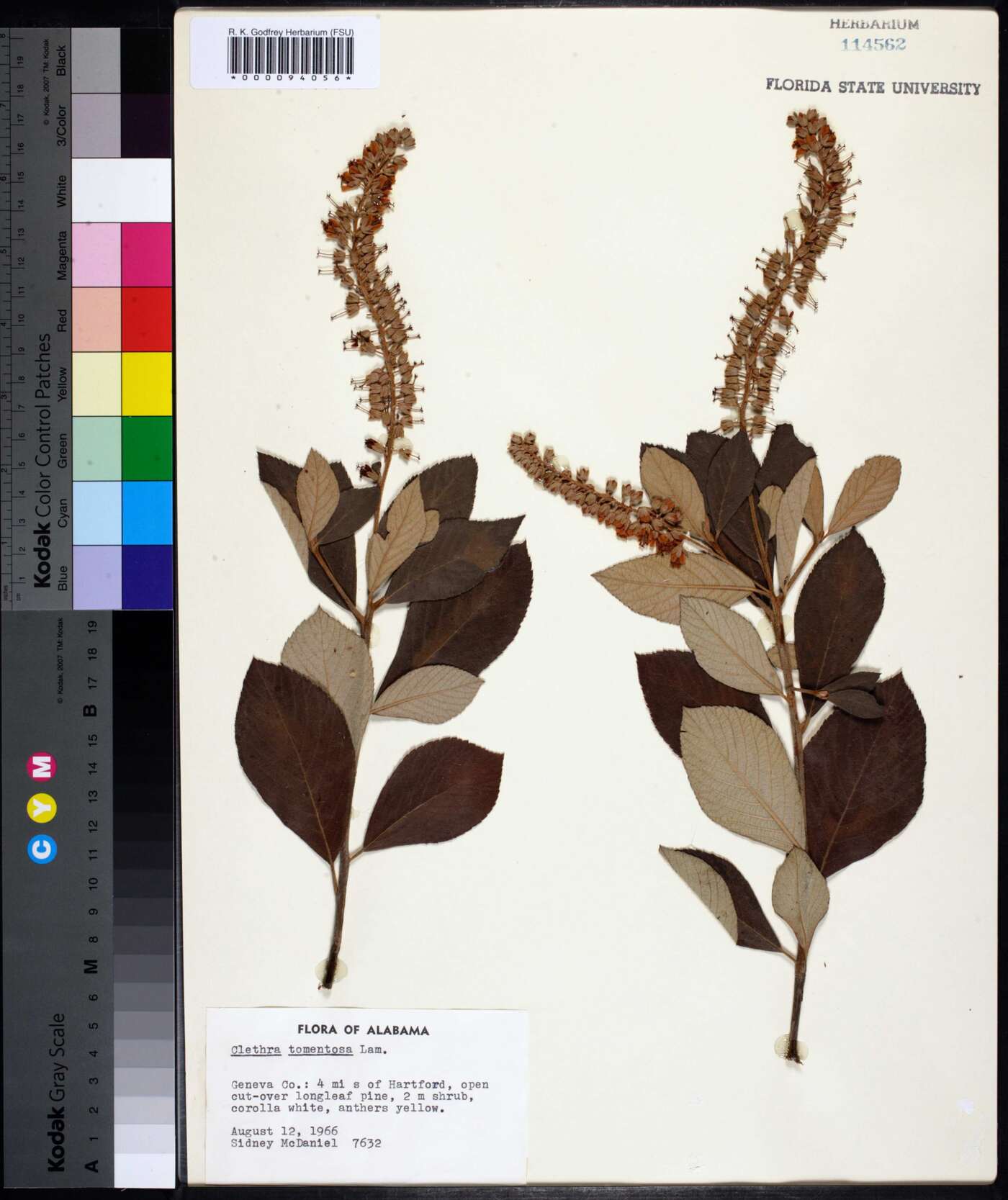 Clethra tomentosa image