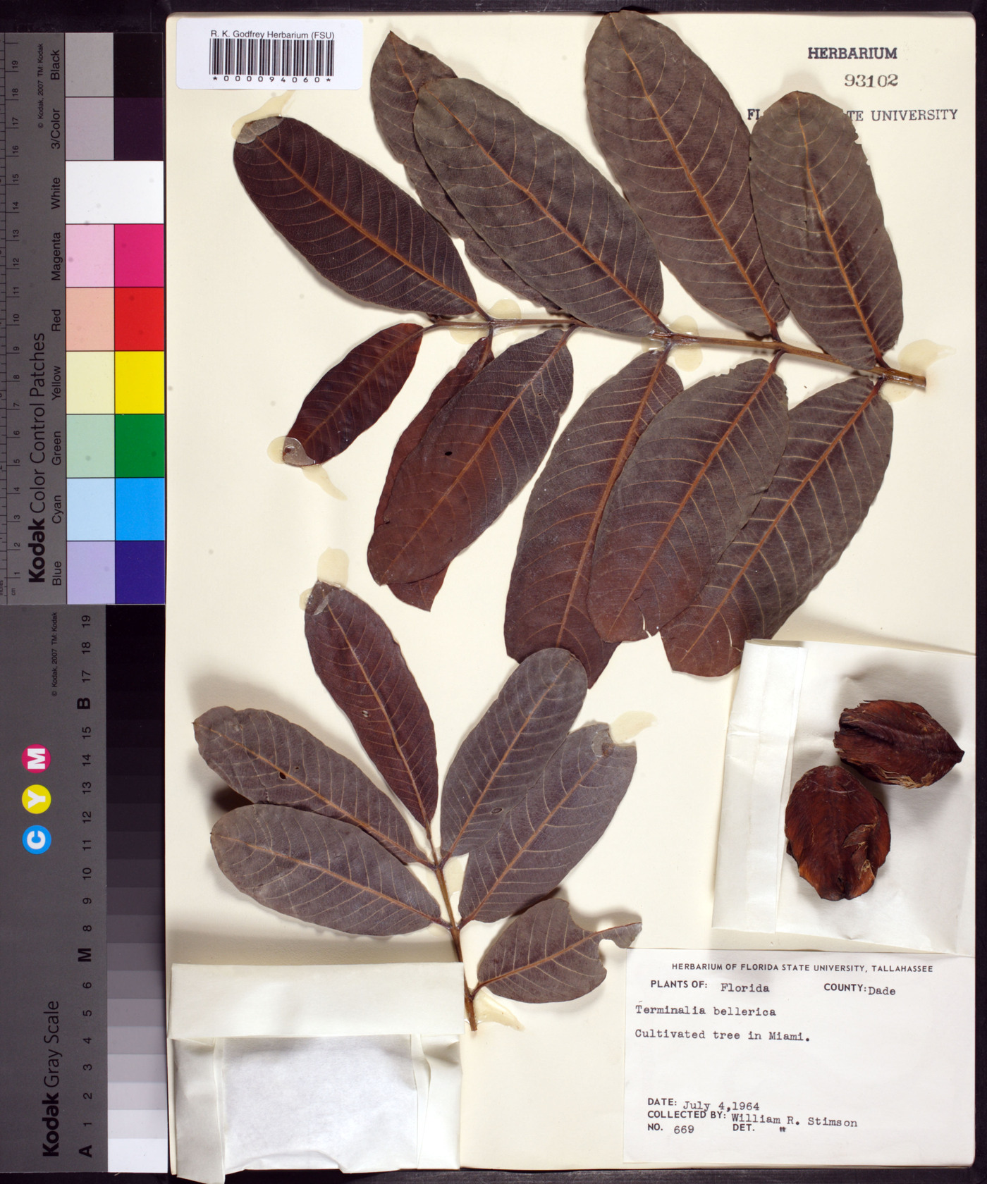 Terminalia bellirica image