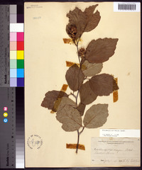 Fothergilla major image