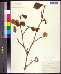 Fothergilla major image