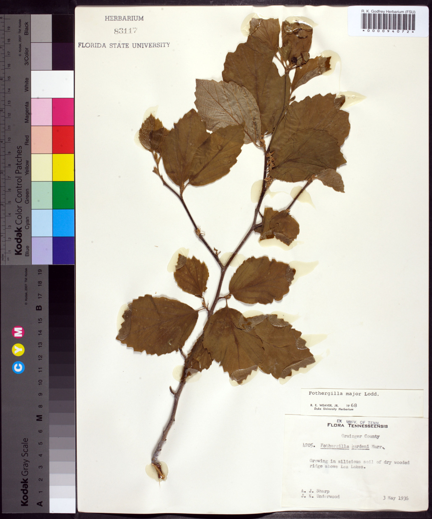 Fothergilla major image