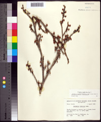 Hamamelis vernalis image