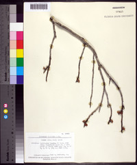 Hamamelis vernalis image