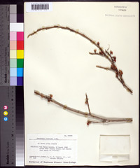 Hamamelis vernalis image