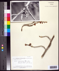 Hamamelis vernalis image