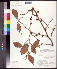 Hamamelis virginiana var. virginiana image