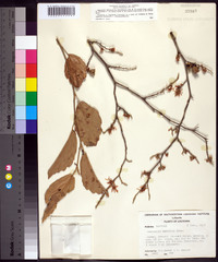 Hamamelis virginiana var. virginiana image